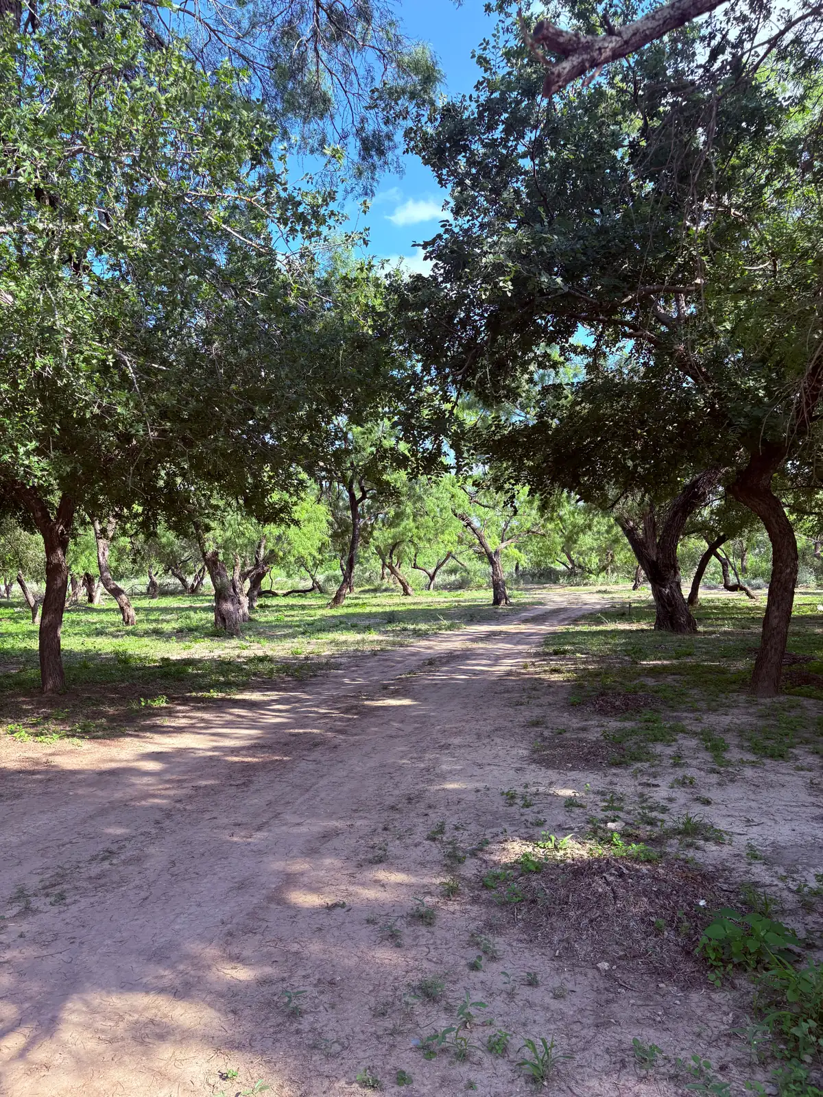 Camino arbolado dentro del desarrollo