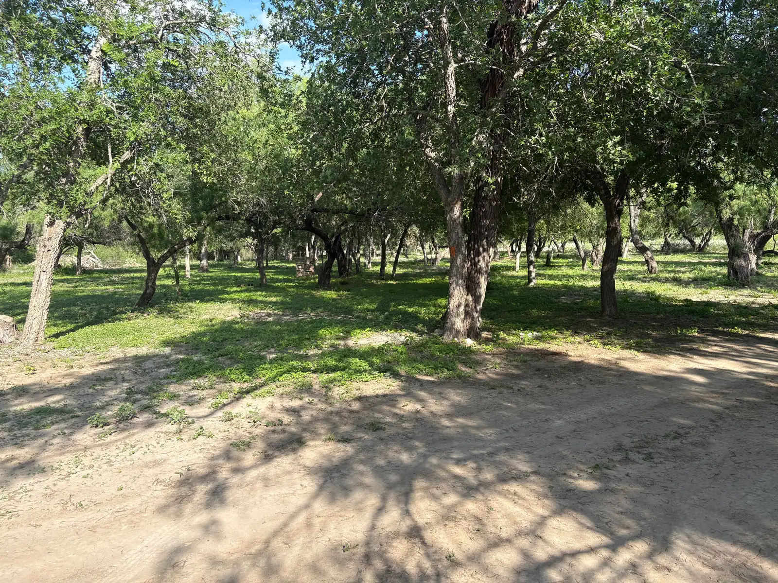 Vista amplia de la arboleda